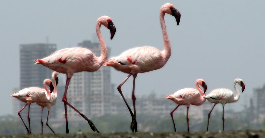 Mumbai Trans Harbor Link caught in flamingo flap, denied eco clearance again
