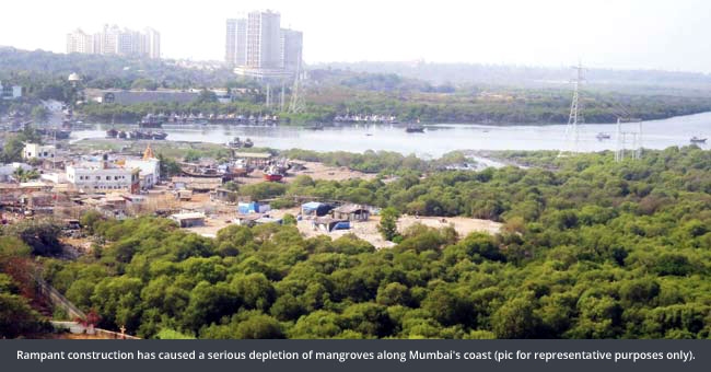 Landmark Verdict: Bombay HC allows construction in mangrove-buffer zone